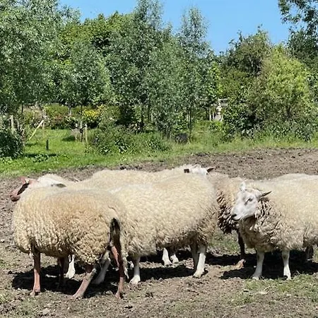 Uniek Tiny House Nabij De Kust In Mooie Polders Parque de Campismo
