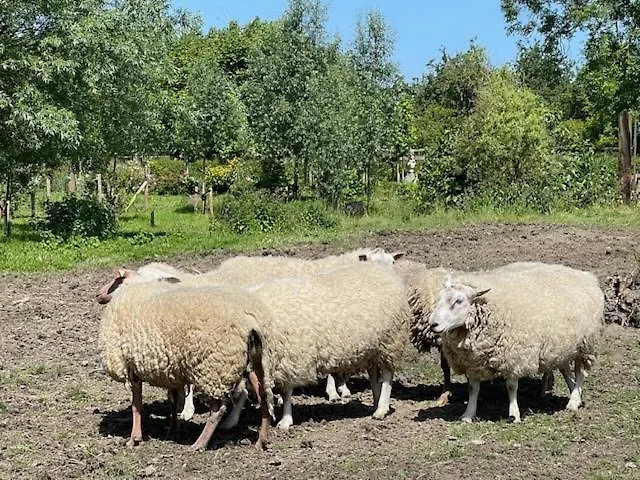 Uniek Tiny House Nabij De Kust In Mooie Polders Camping